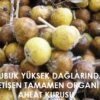 Dağ Armudu Ahlat Kurusu